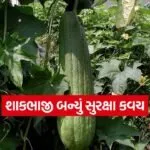 veg