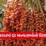 GI Tag gujarat 1