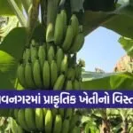natural farming banana cultivation 1