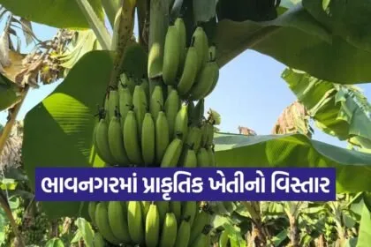 natural farming banana cultivation 1