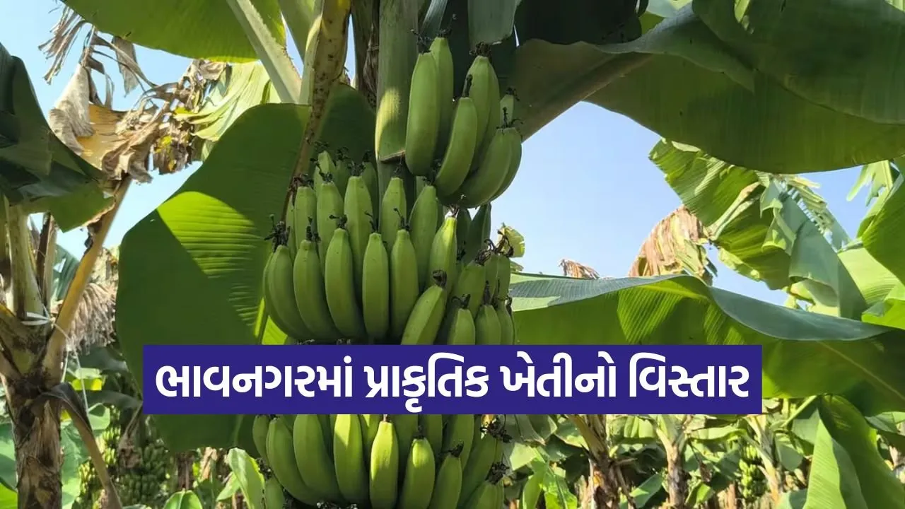 natural farming banana cultivation 1.jpg