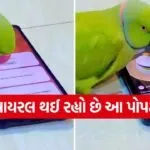 parrot