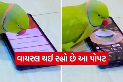 parrot