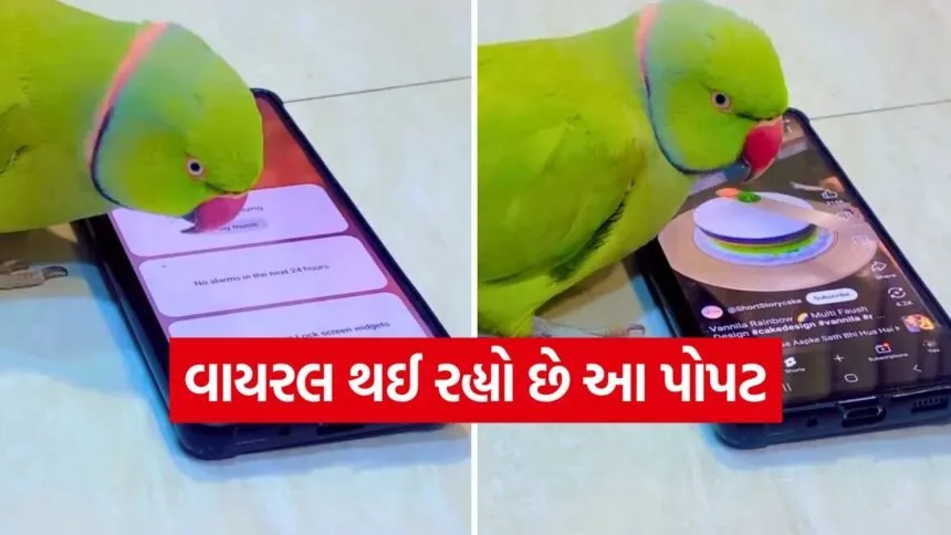 parrot