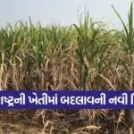 gujarat horticulture farming success
