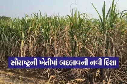 gujarat horticulture farming success