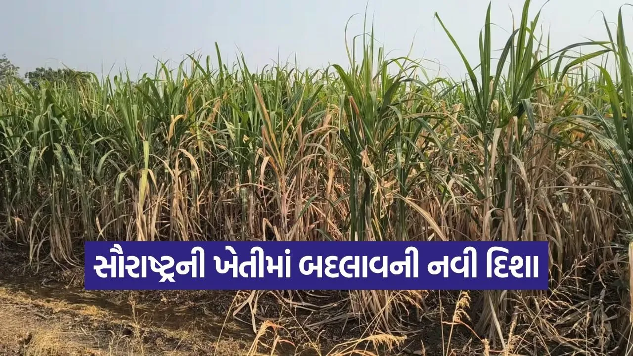 gujarat horticulture farming success.jpg