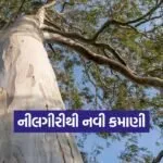 Eucalyptus Farming Gujarat 1