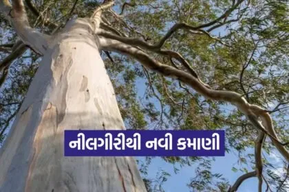 Eucalyptus Farming Gujarat 1