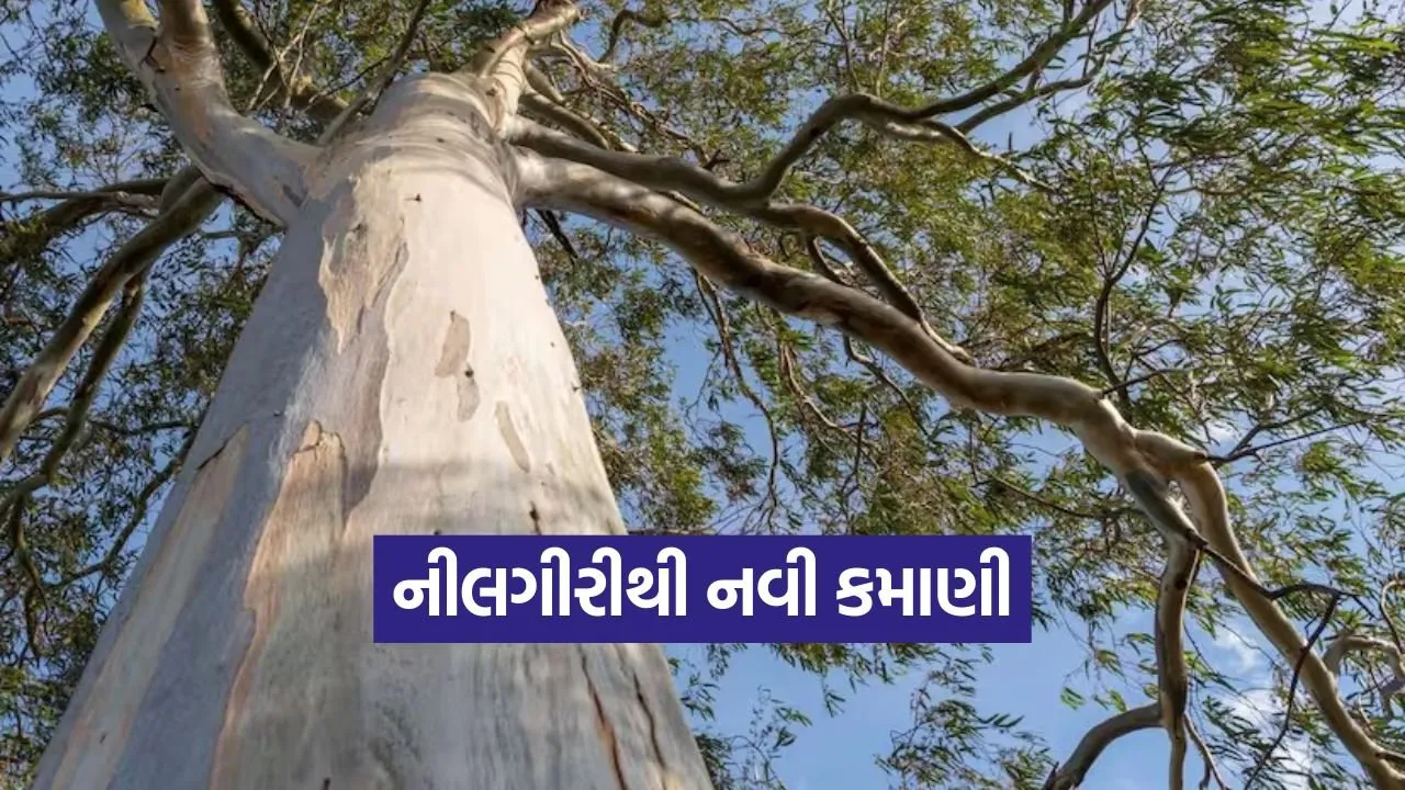 Eucalyptus Farming Gujarat 1.jpg