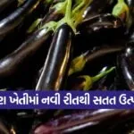 Brinjal Farming 1