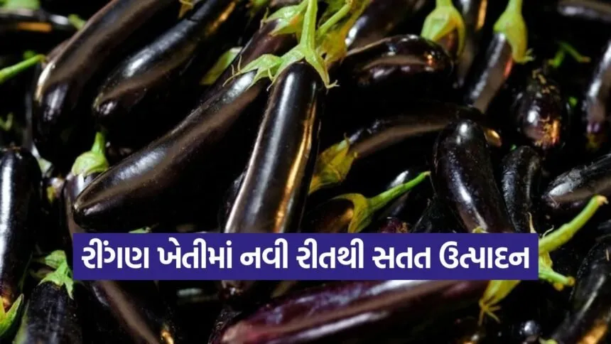 Brinjal Farming 1