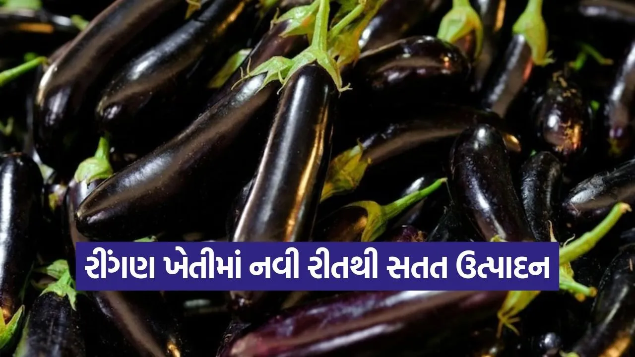 Brinjal Farming 1.jpg