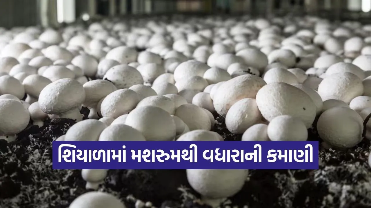 winter mushroom farming profit 1.jpg