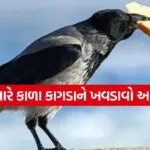 crow