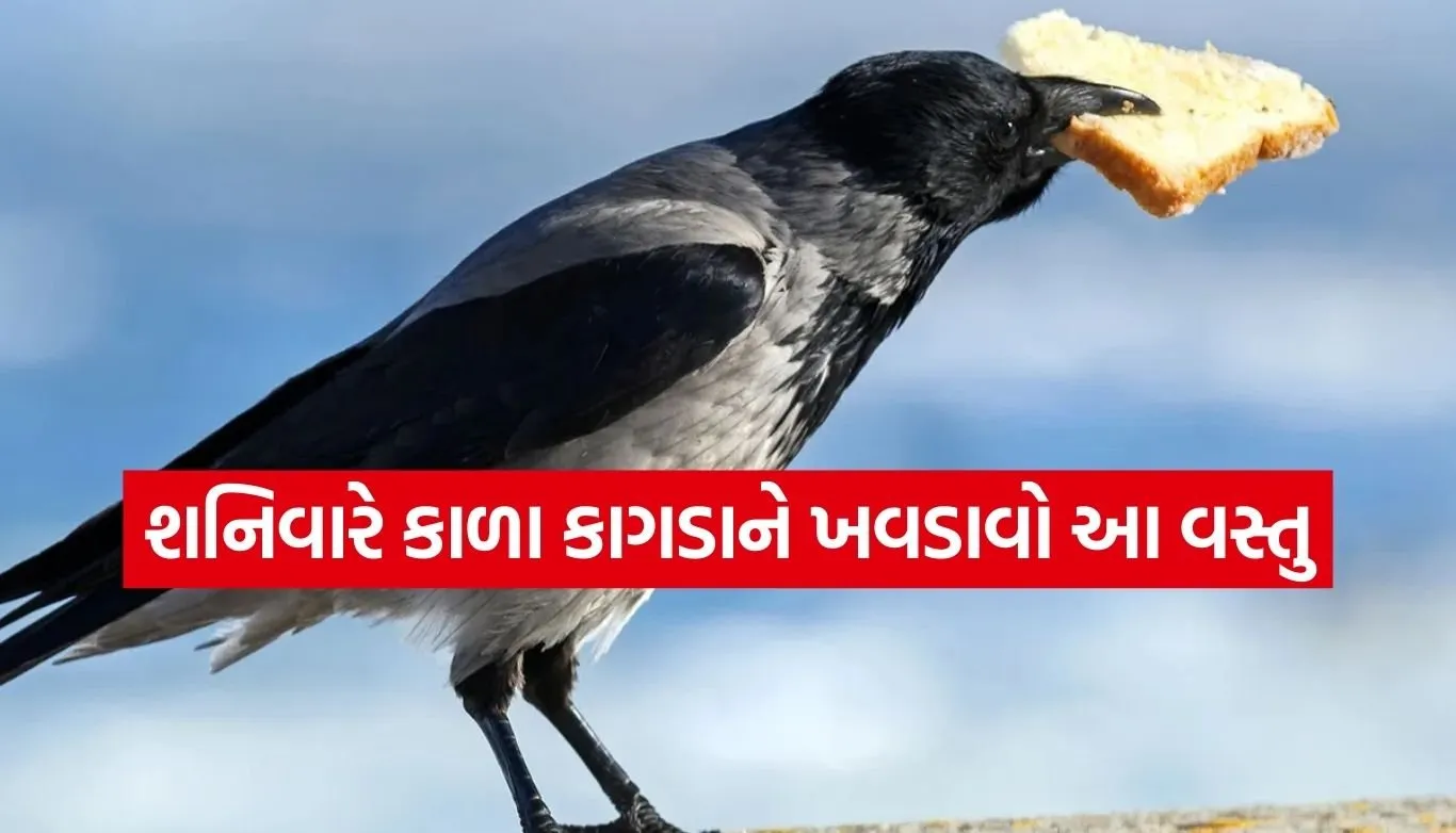 crow