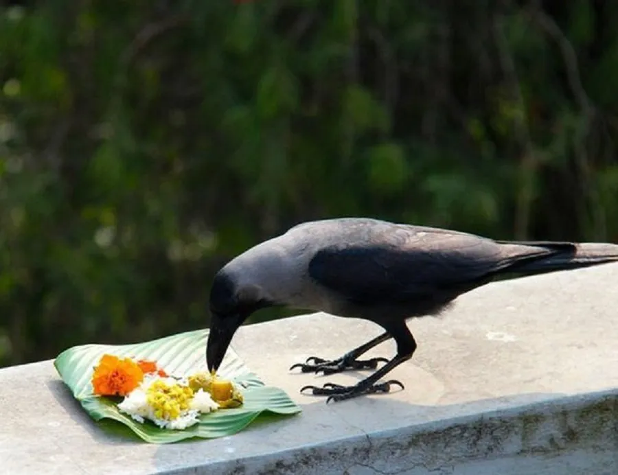crow 