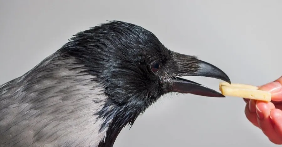 crow