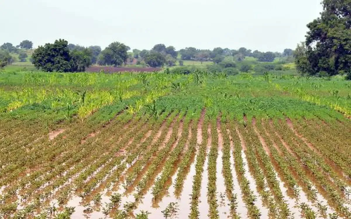 કૃષિ સહાય પેકેજની તારીખમાં વધારો, અંતિમ તારીખ હવે 5 ડિસેમ્બર 2 agriculture relief gujarat government 1.png