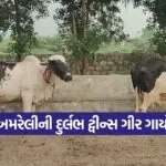 gir twins rare breed Amreli 1