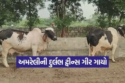 gir twins rare breed Amreli 1