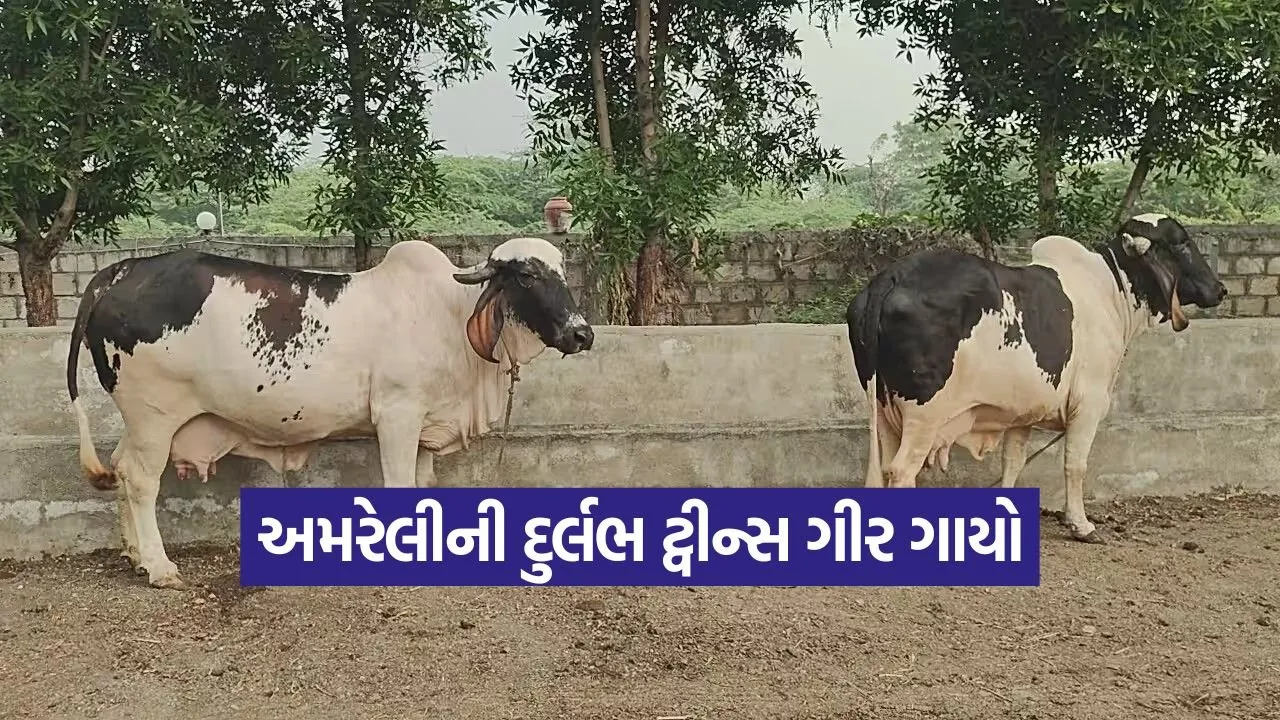 gir twins rare breed Amreli 1.jpg