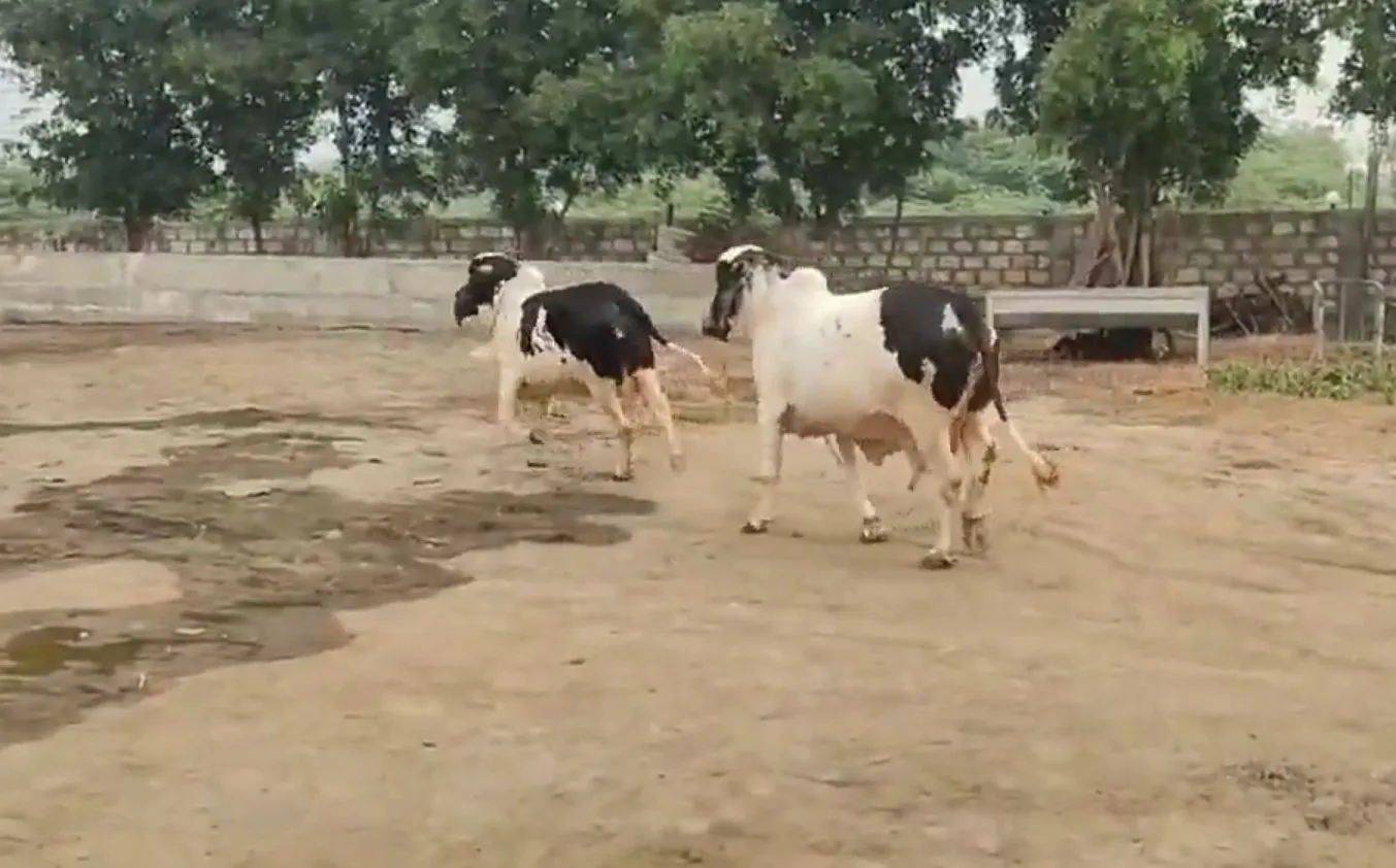 અમરેલીની ગૌશાળામાં જન્મેલી દુર્લભ ટ્વીન્સ ગીર ગાયો 2 gir twins rare breed Amreli 2.jpeg