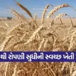 Wheat Transplant Method 1