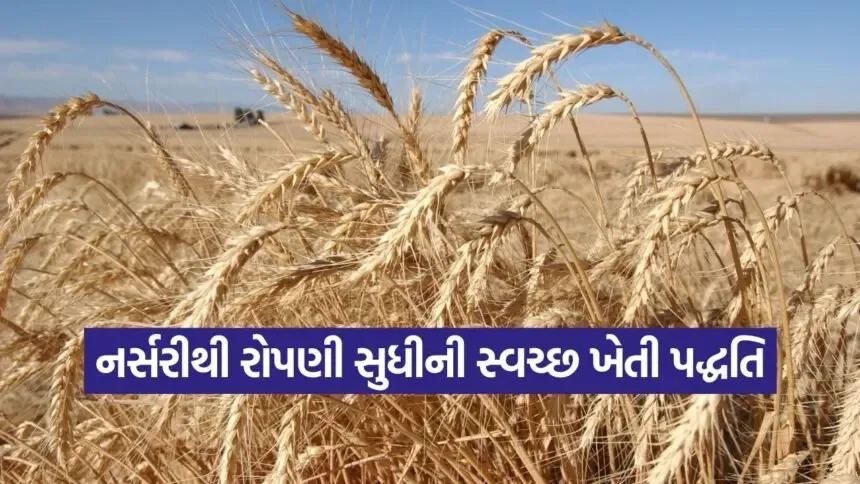 Wheat Transplant Method 1