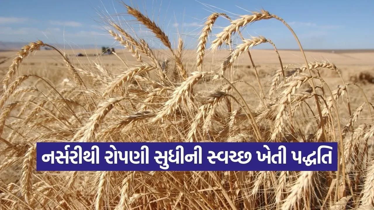 Wheat Transplant Method 1.jpg