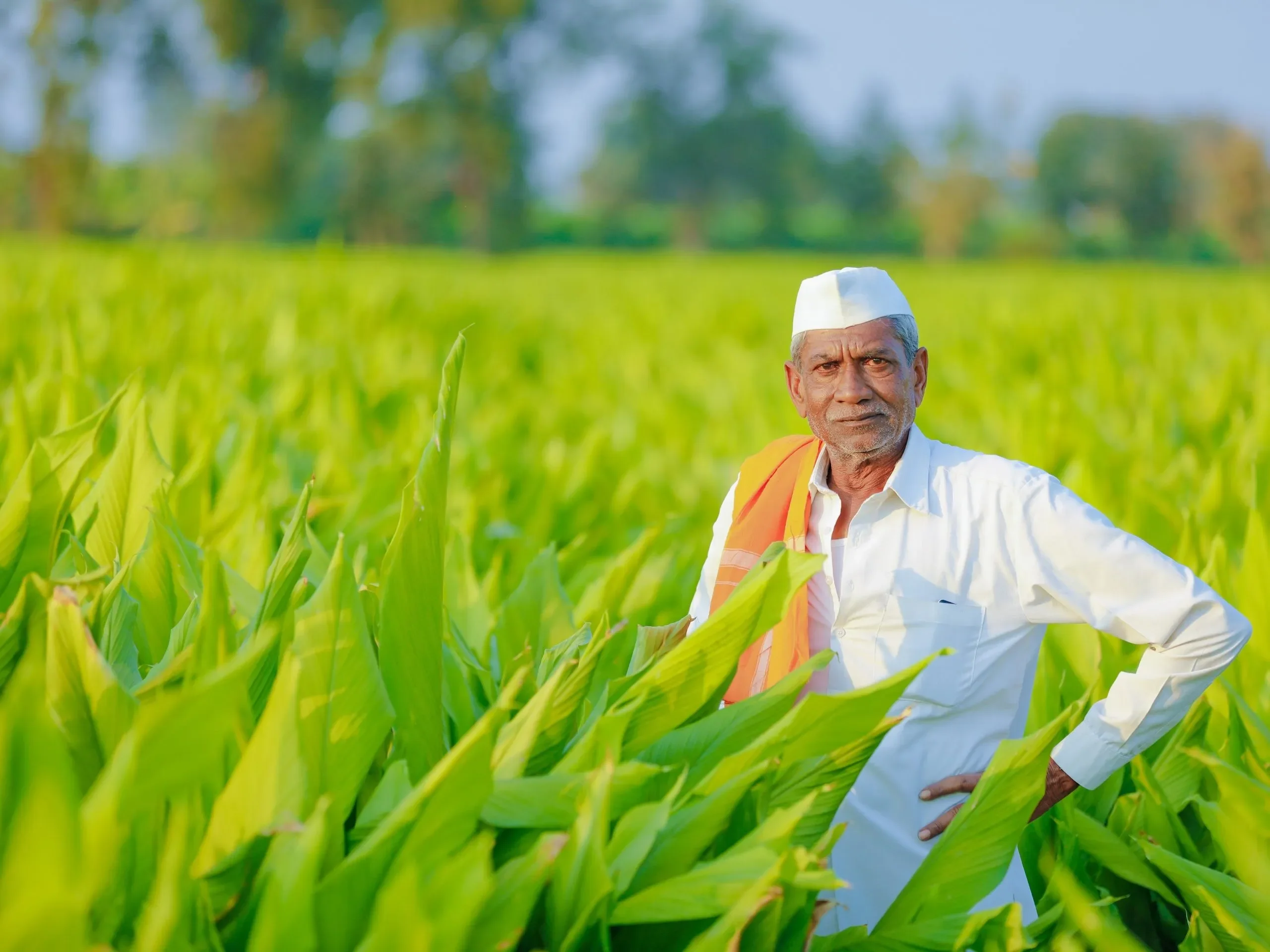Indian agriculture GDP growth 1.png
