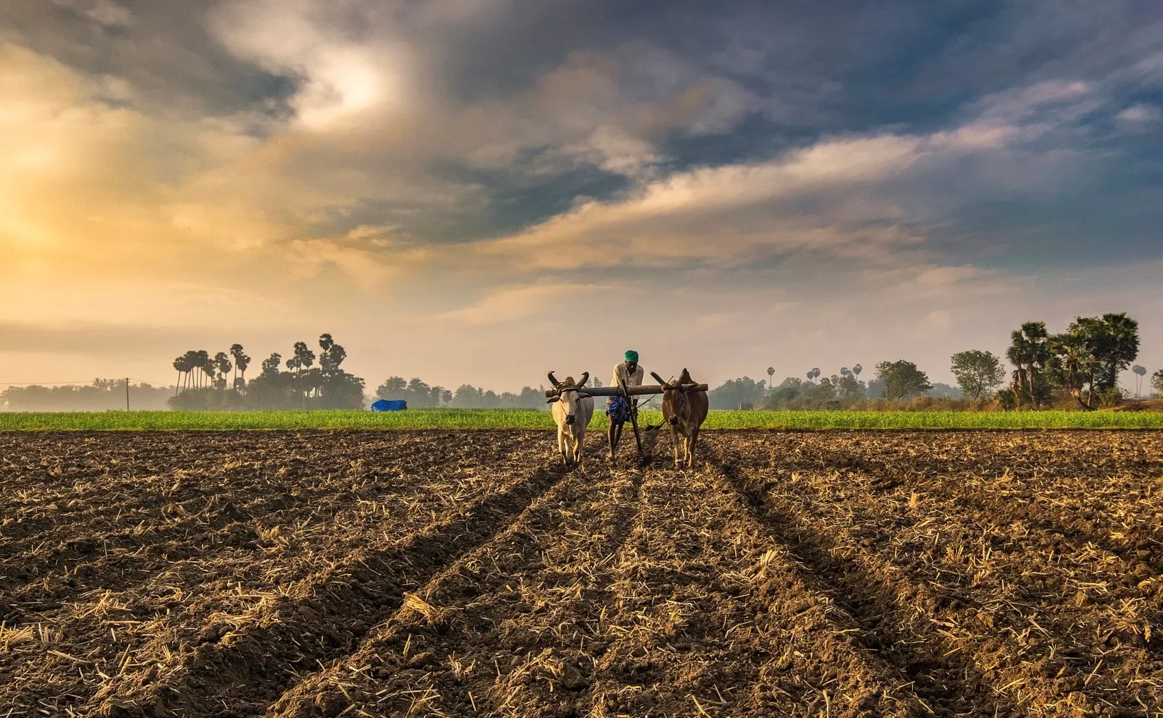Indian agriculture GDP growth 2.png
