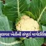 cauliflower farming December season 1