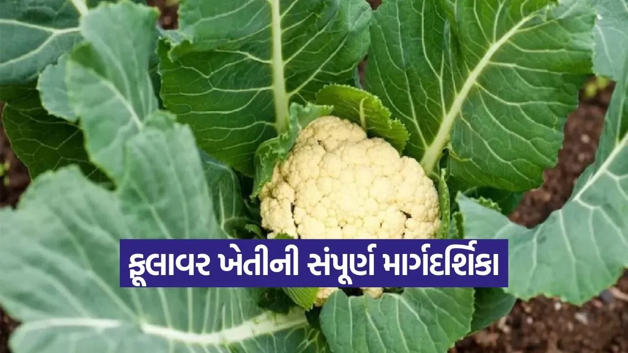 cauliflower farming December season 1.jpg