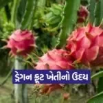 dragon fruit farming 1