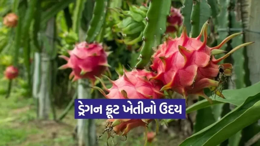 dragon fruit farming 1