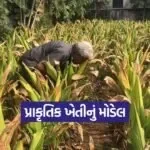Natural Farming Model Vijapur 1