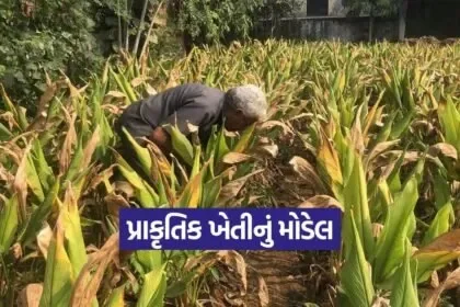 Natural Farming Model Vijapur 1