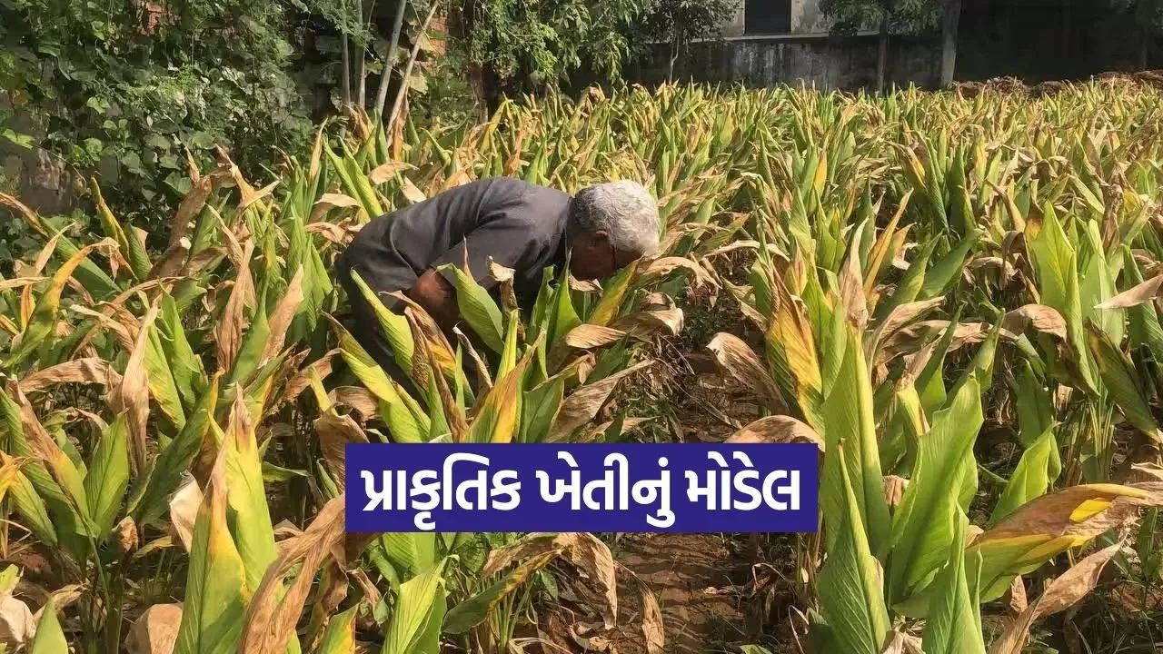 Natural Farming Model Vijapur 1.jpg