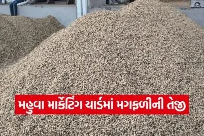 Mahuva Yard Market Price 1