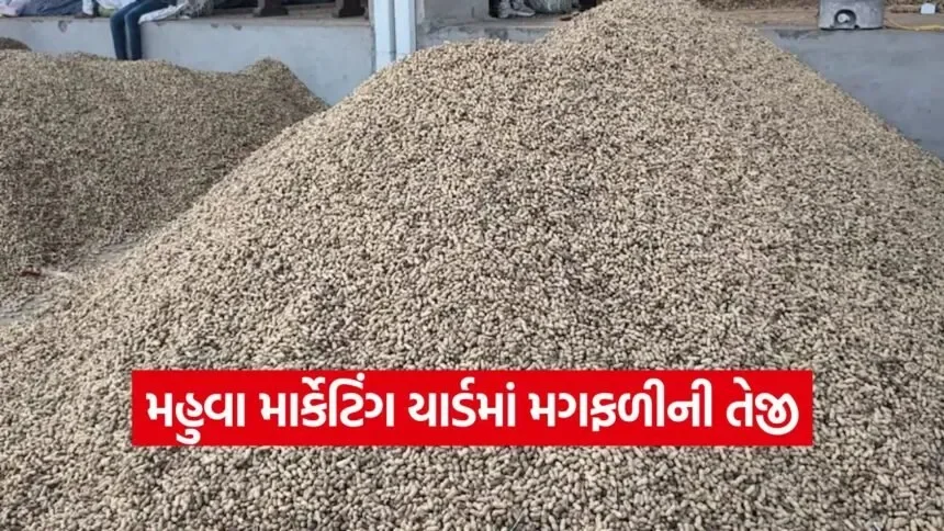 Mahuva Yard Market Price 1