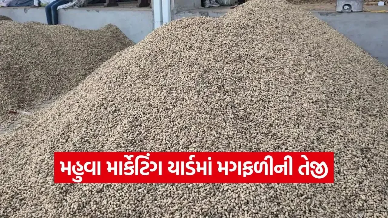 Mahuva Yard Market Price 1.jpg