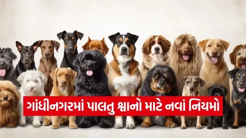 gandhinagar pet dog registration 1