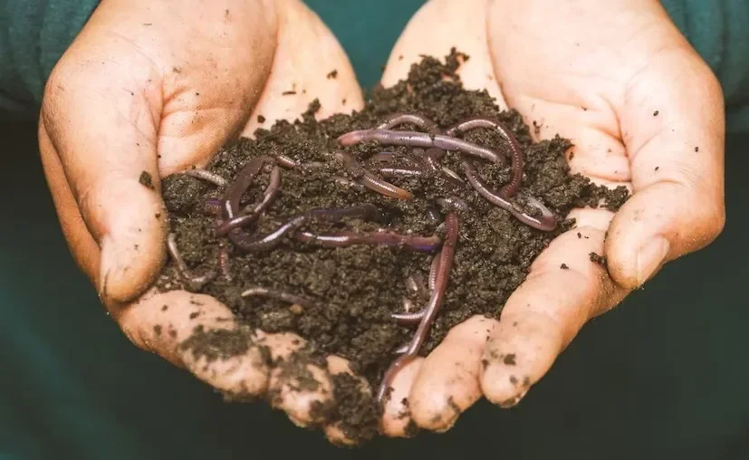 organic vermicompost farming 2.png