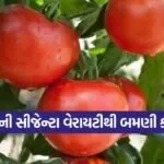 profitable tomato farming 1