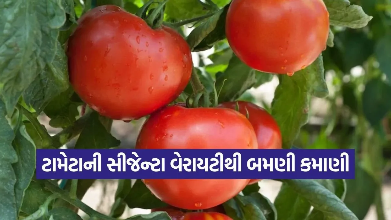 profitable tomato farming 1.jpg