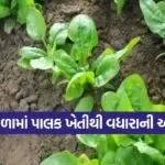 winter spinach farming 1