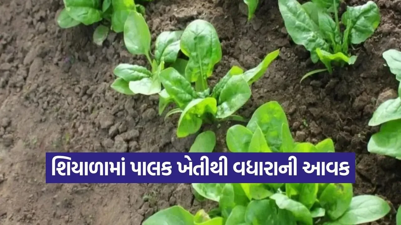 winter spinach farming 1.jpg