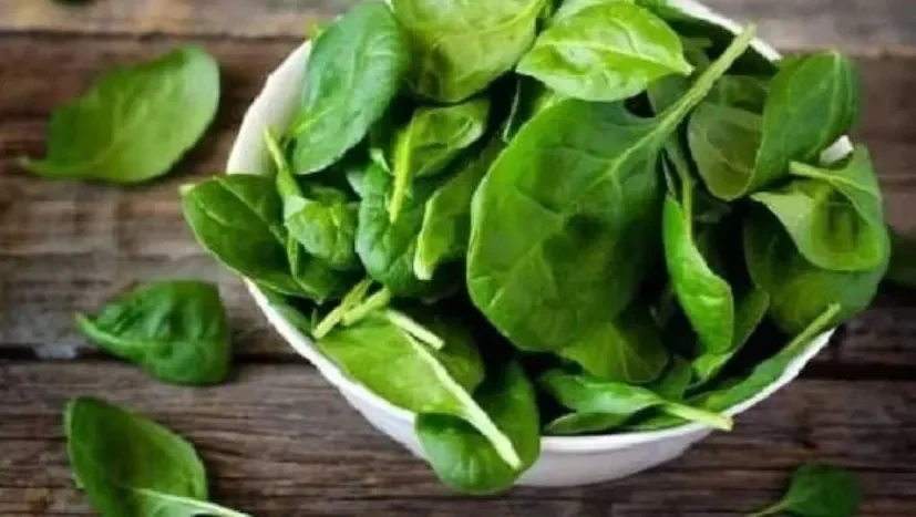 winter spinach farming 1.png