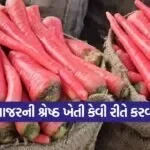 carrot cultivation winter season 1